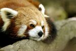 小熊猫趴卧休憩