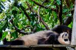 悠闲熊猫惬意躺于绿荫下