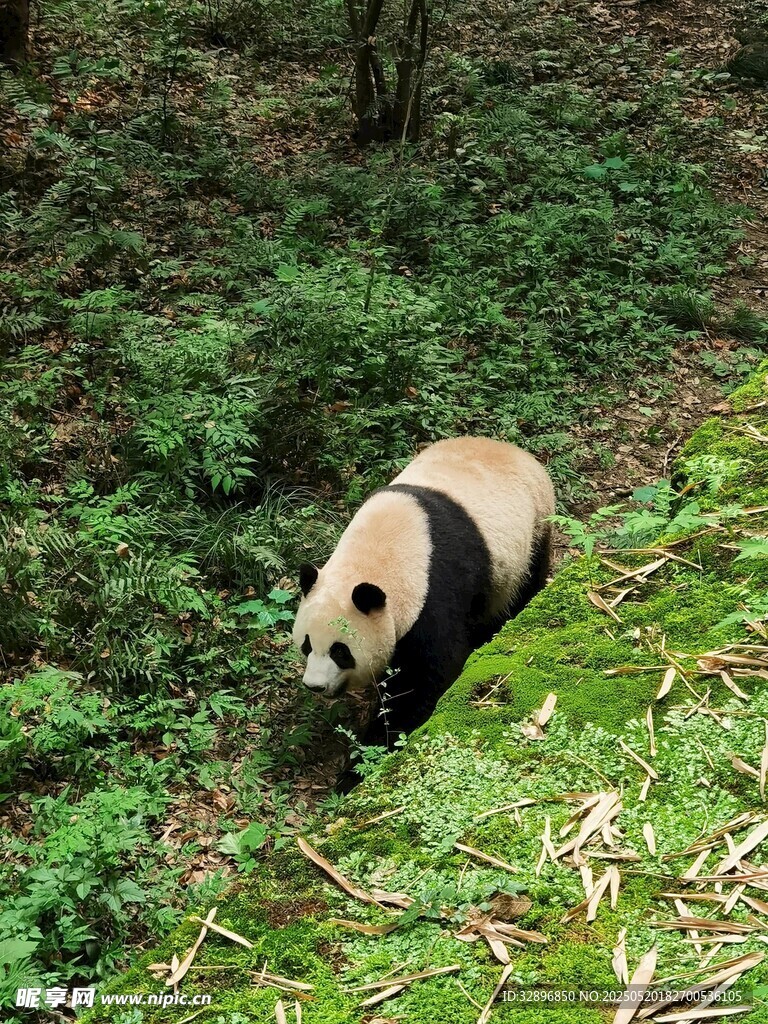 林间漫步的大熊猫
