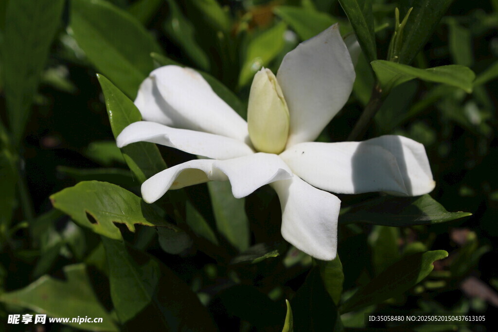 栀子花 