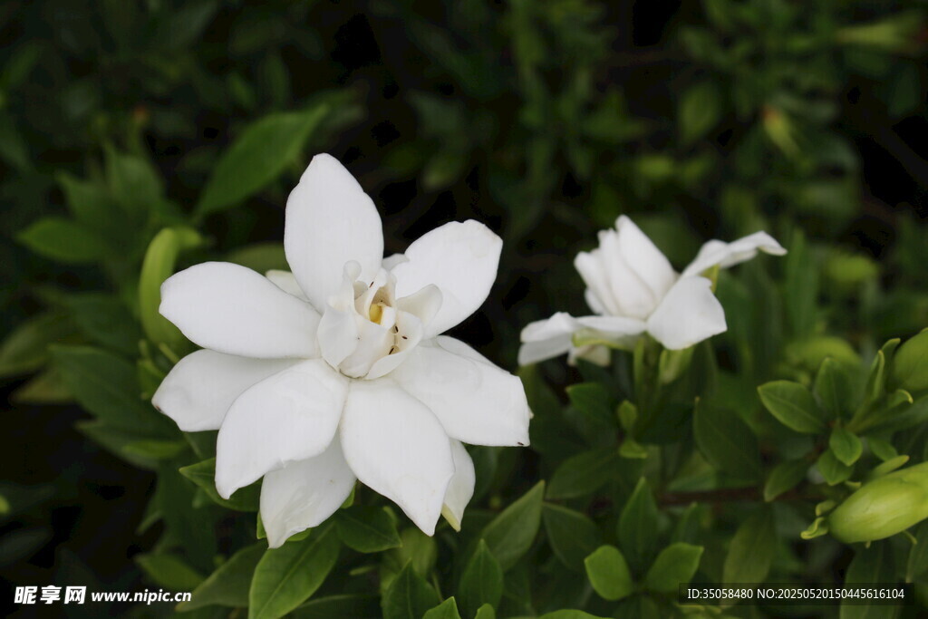 栀子花 