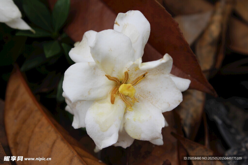 栀子花 