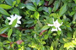 栀子花 