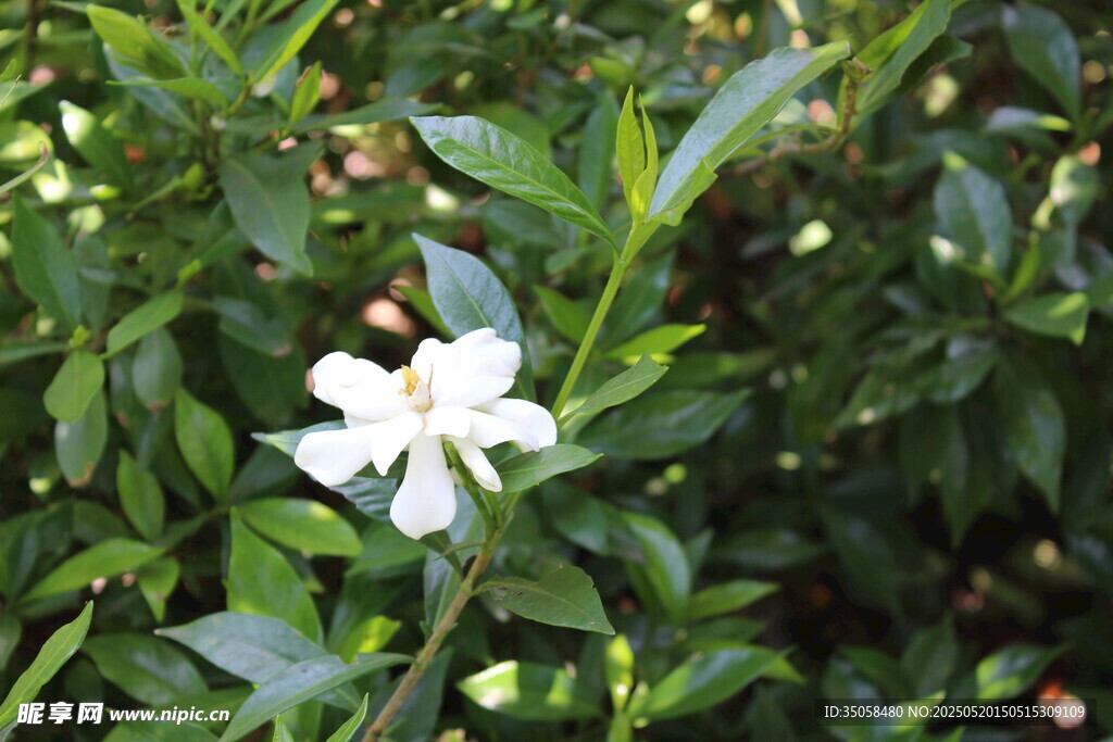 栀子花 