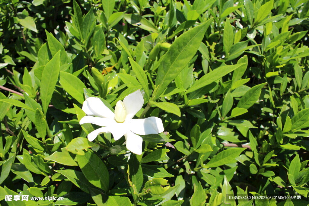 栀子花 