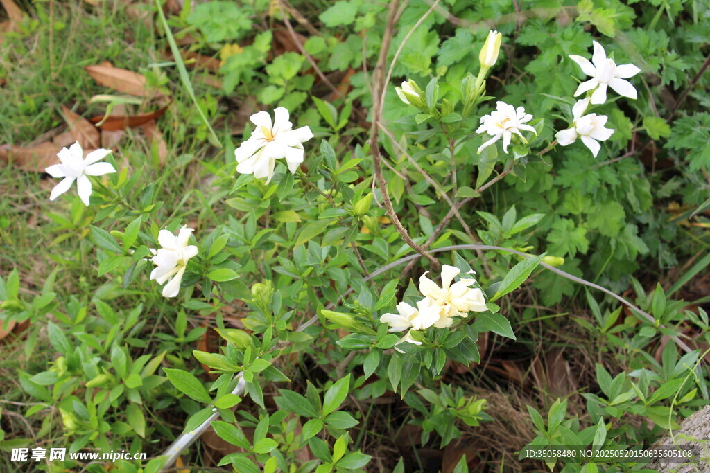 栀子花  