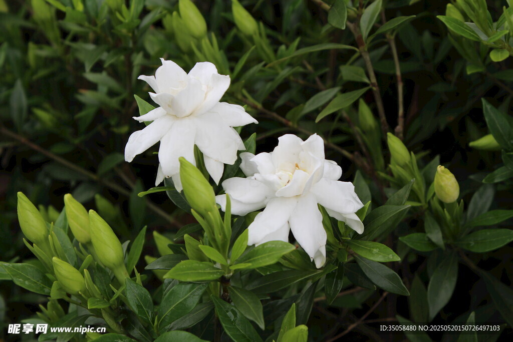 栀子花 