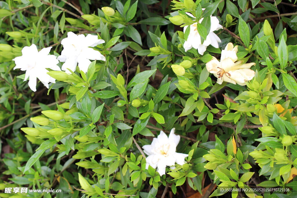 栀子花 