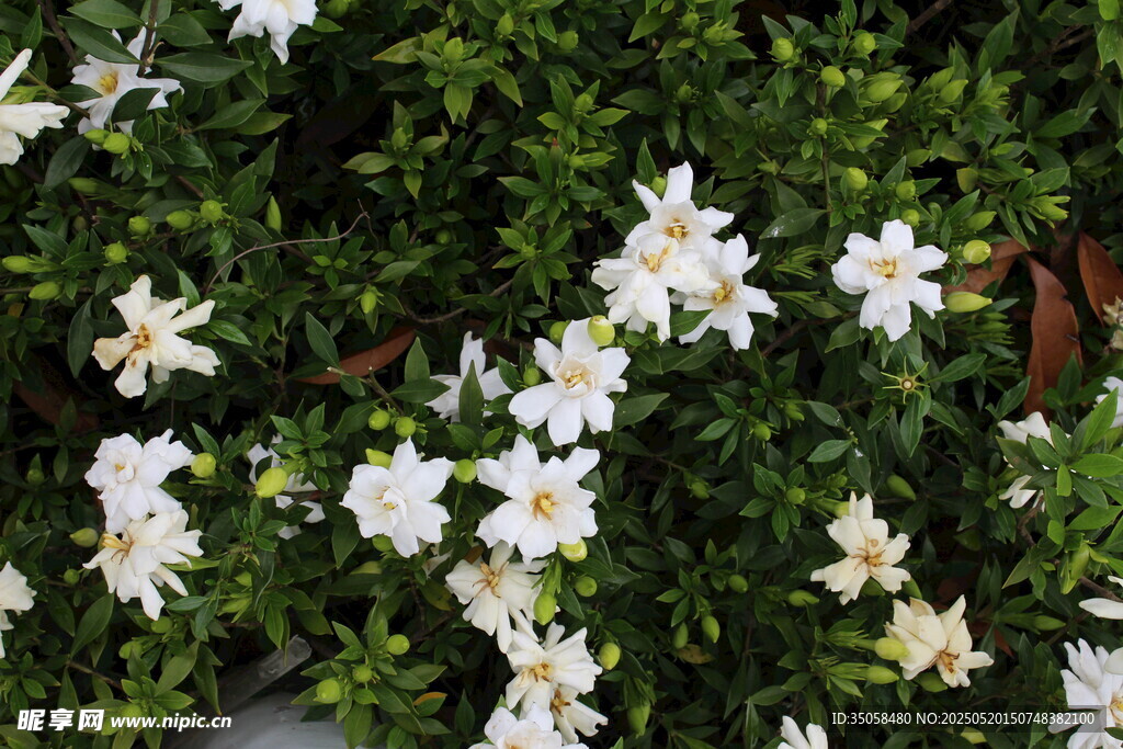 栀子花 