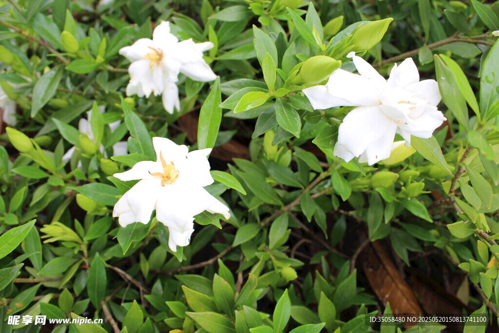 栀子花  