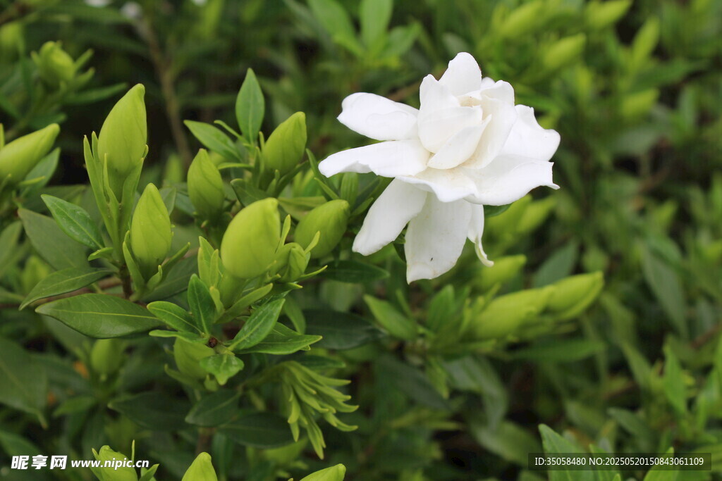 栀子花  