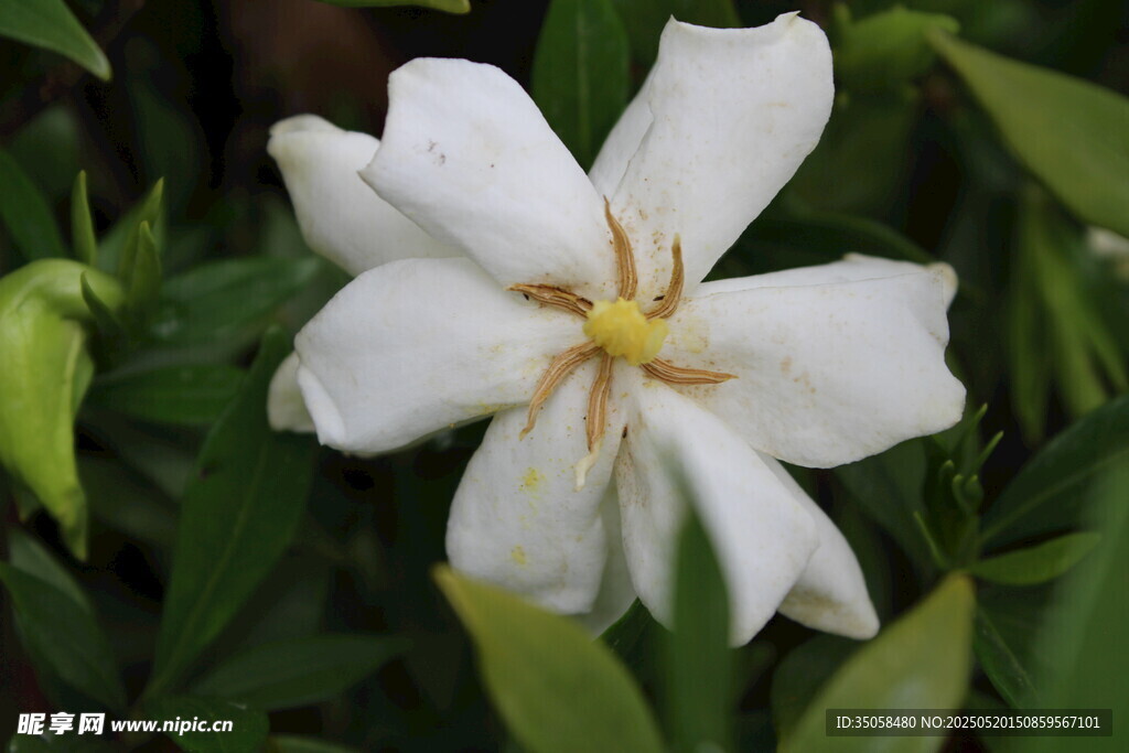 栀子花 