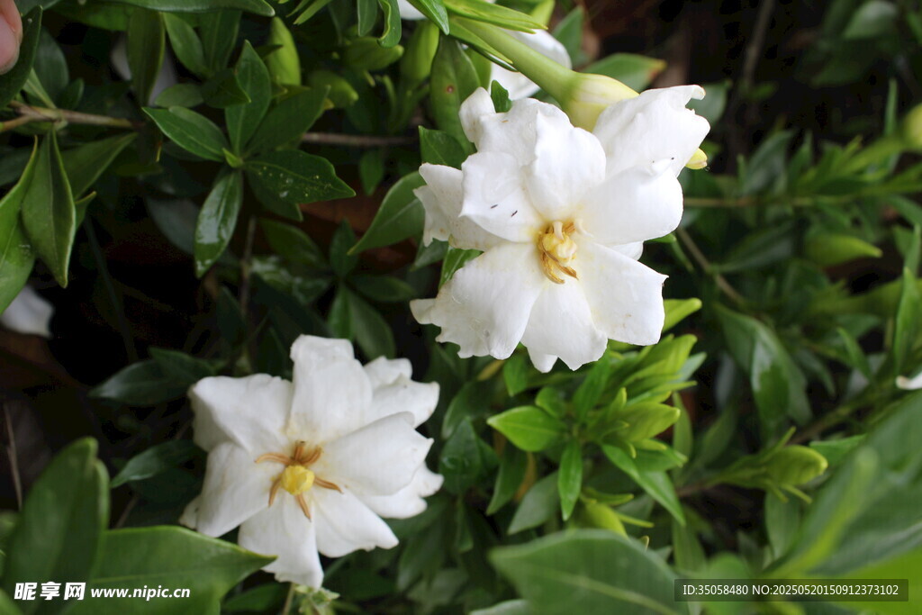 栀子花  