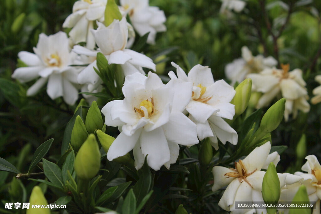 栀子花 