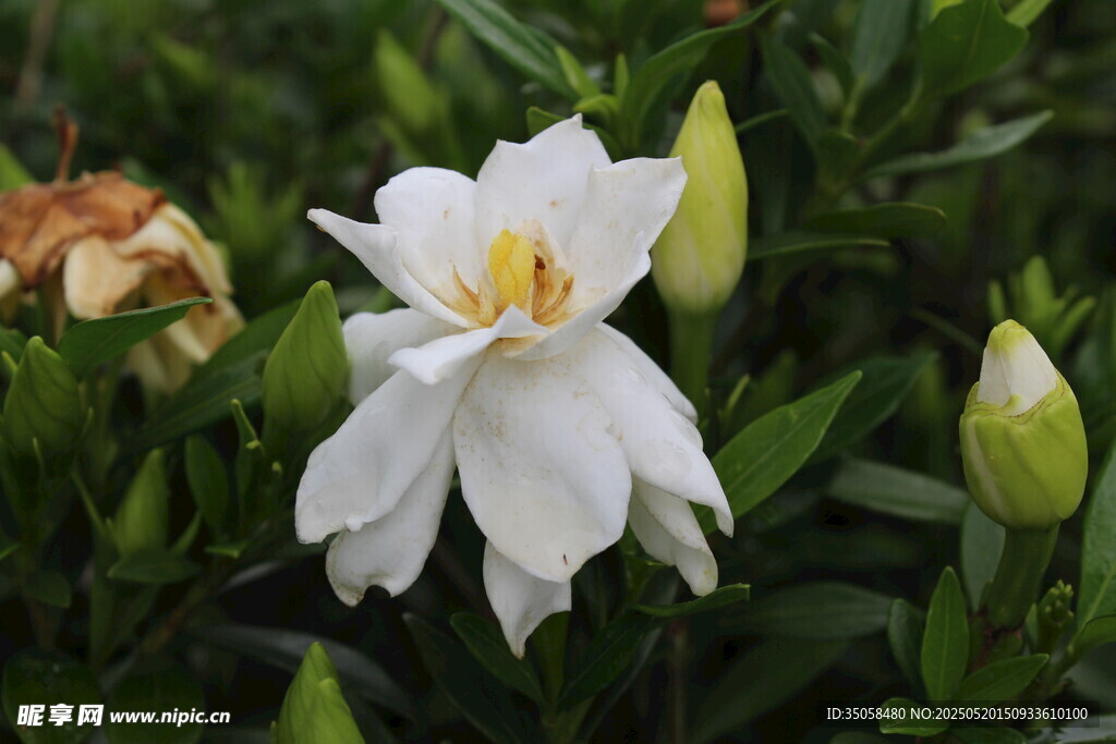 栀子花  