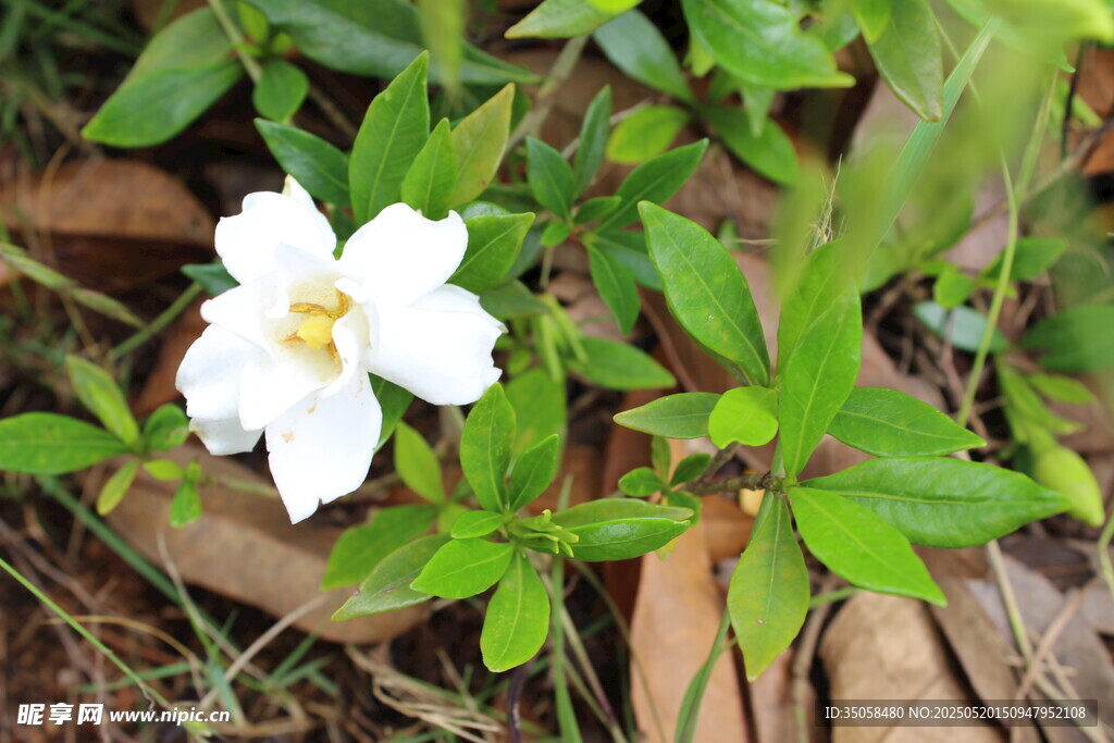 栀子花 