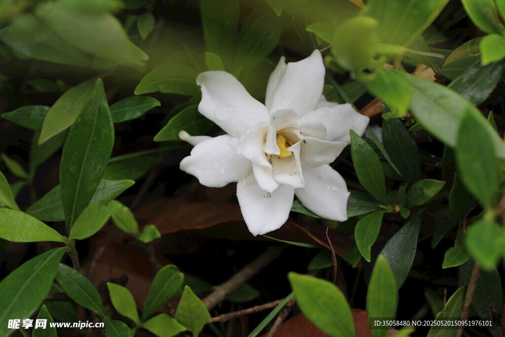 栀子花  