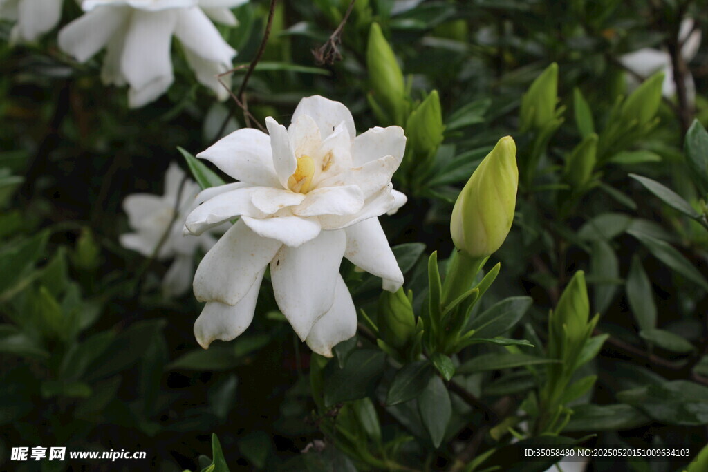 栀子花 