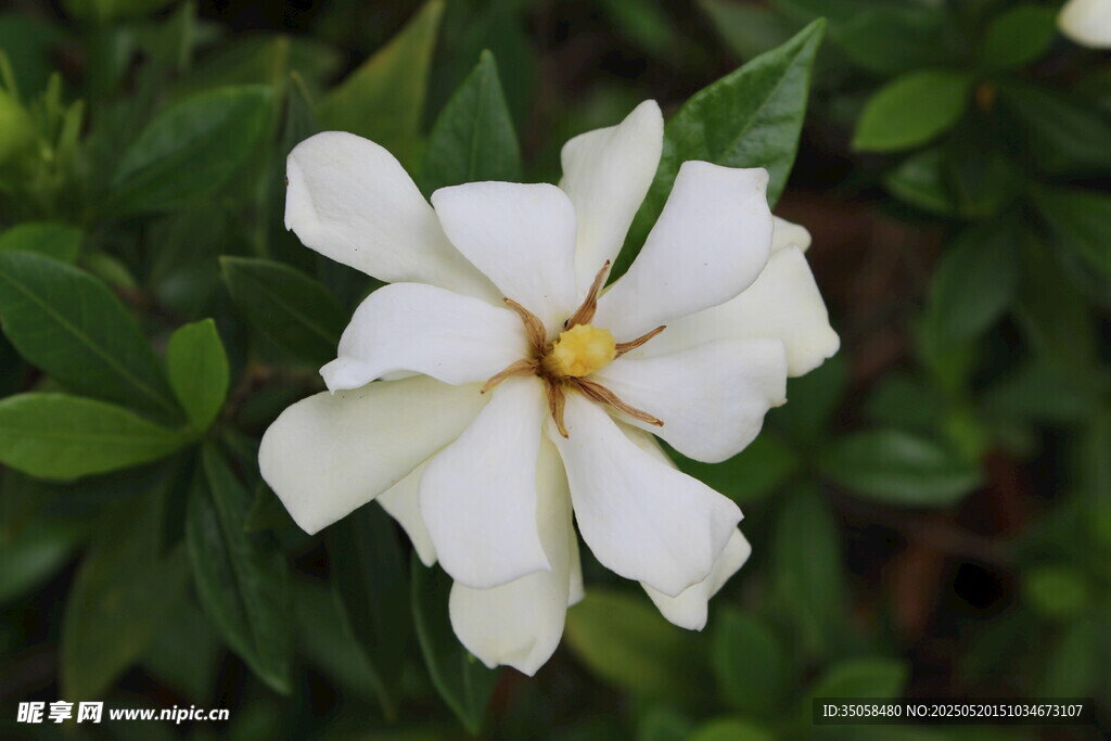栀子花  