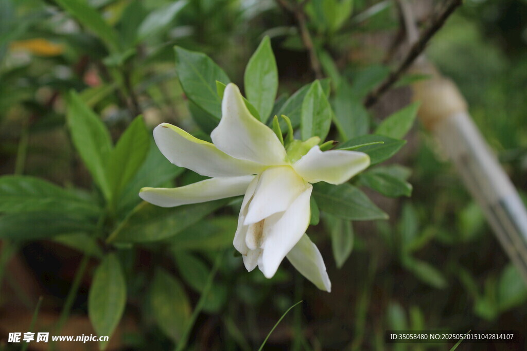 栀子花 