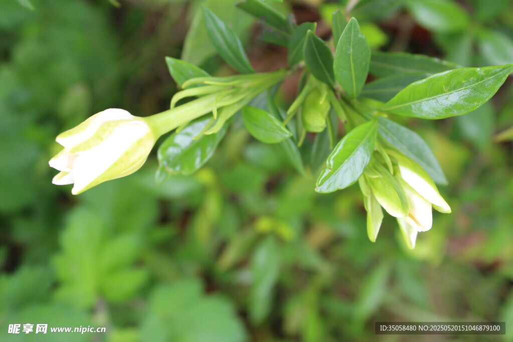 栀子花  
