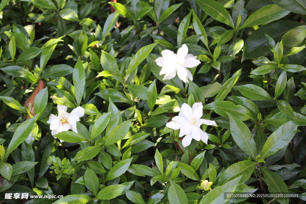 栀子花 