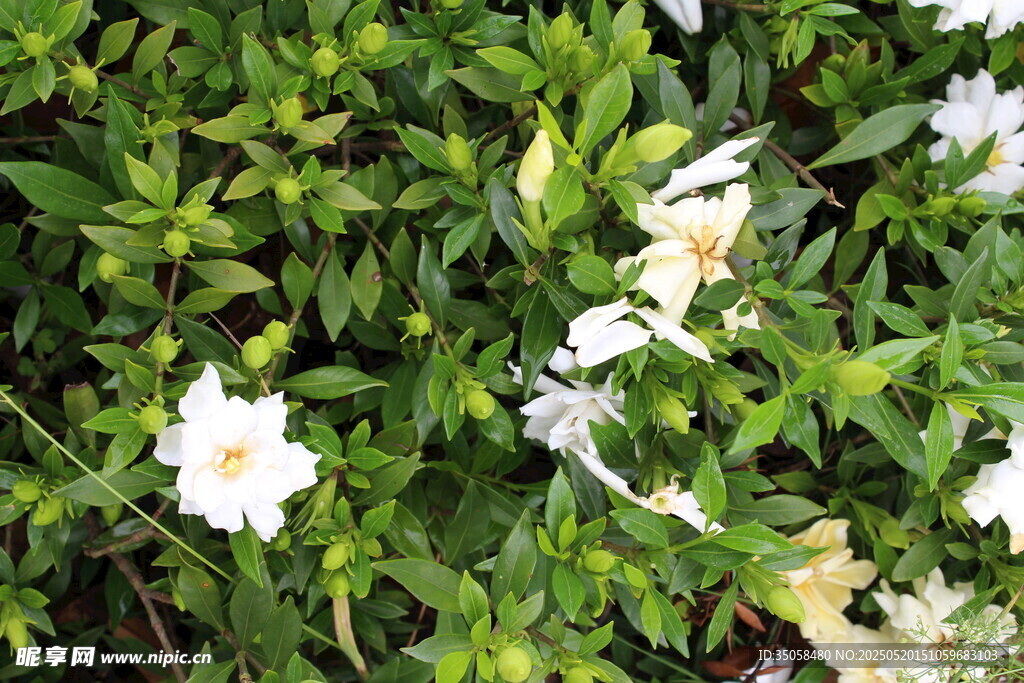 栀子花  