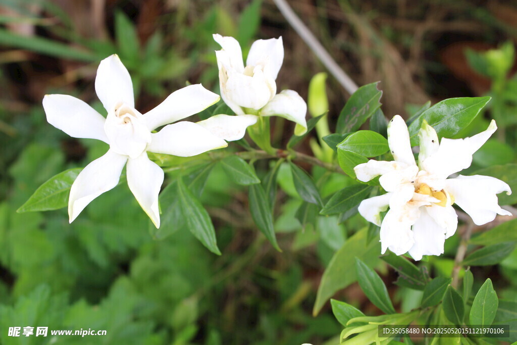 栀子花 