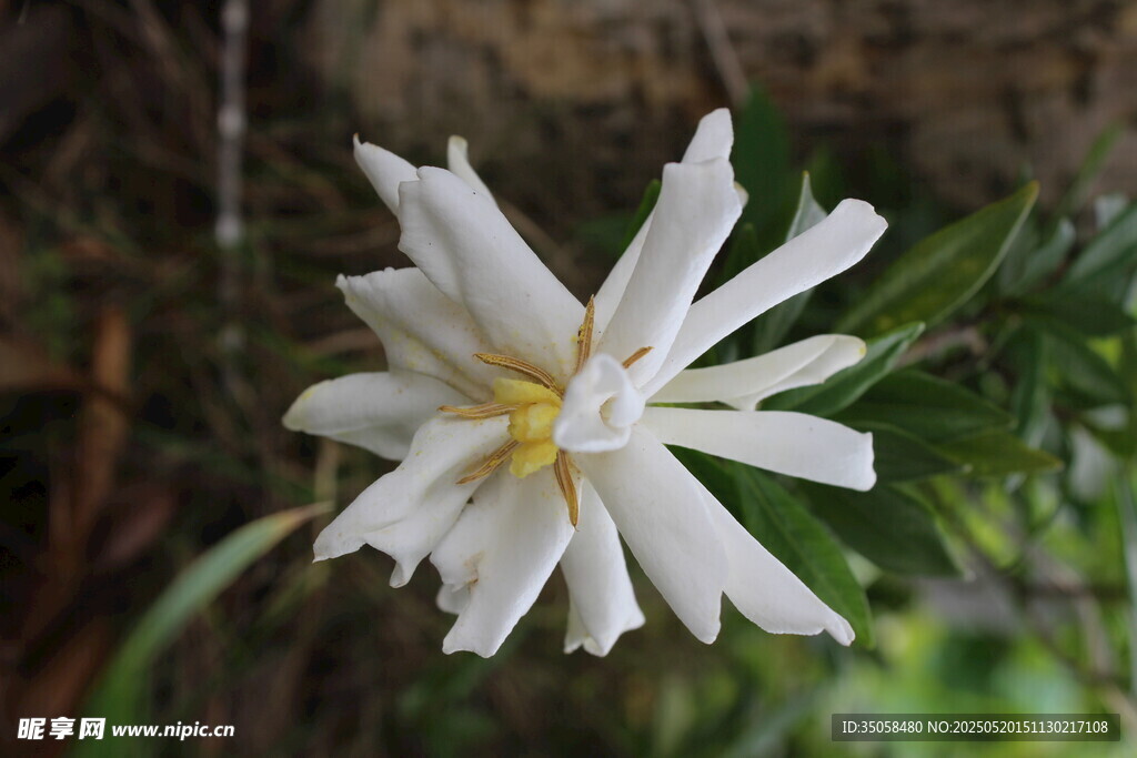 栀子花 