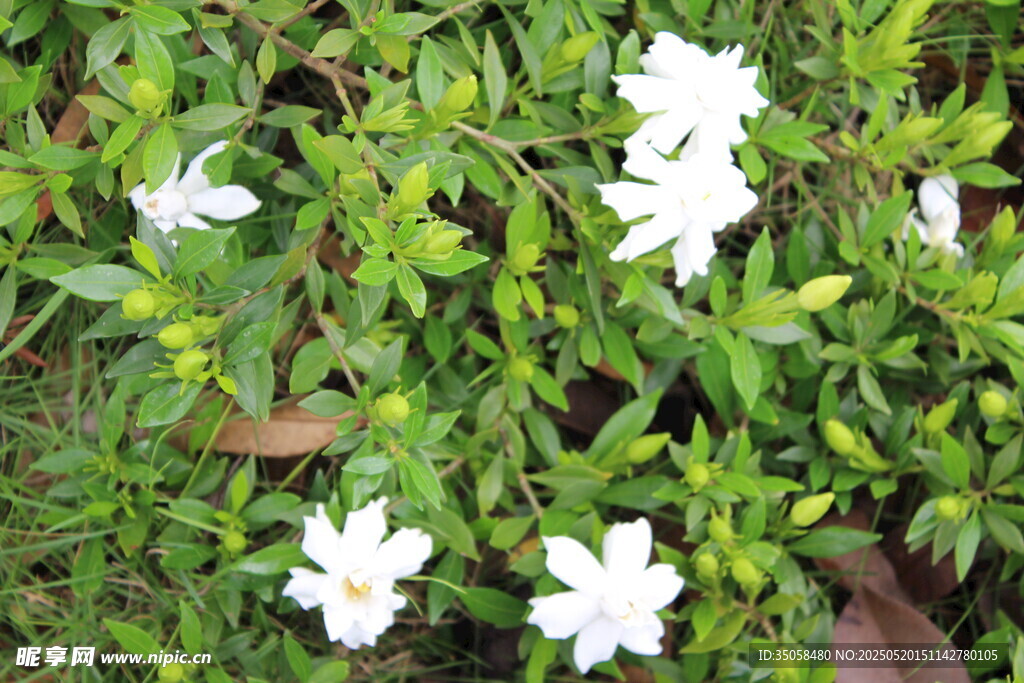 栀子花  