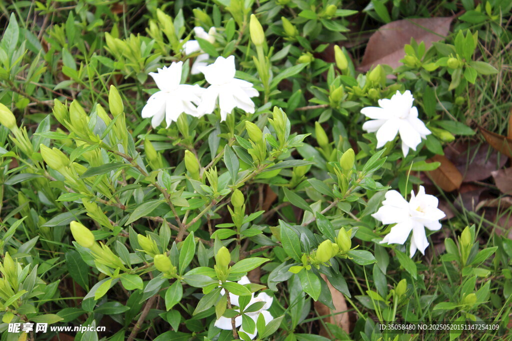 栀子花 