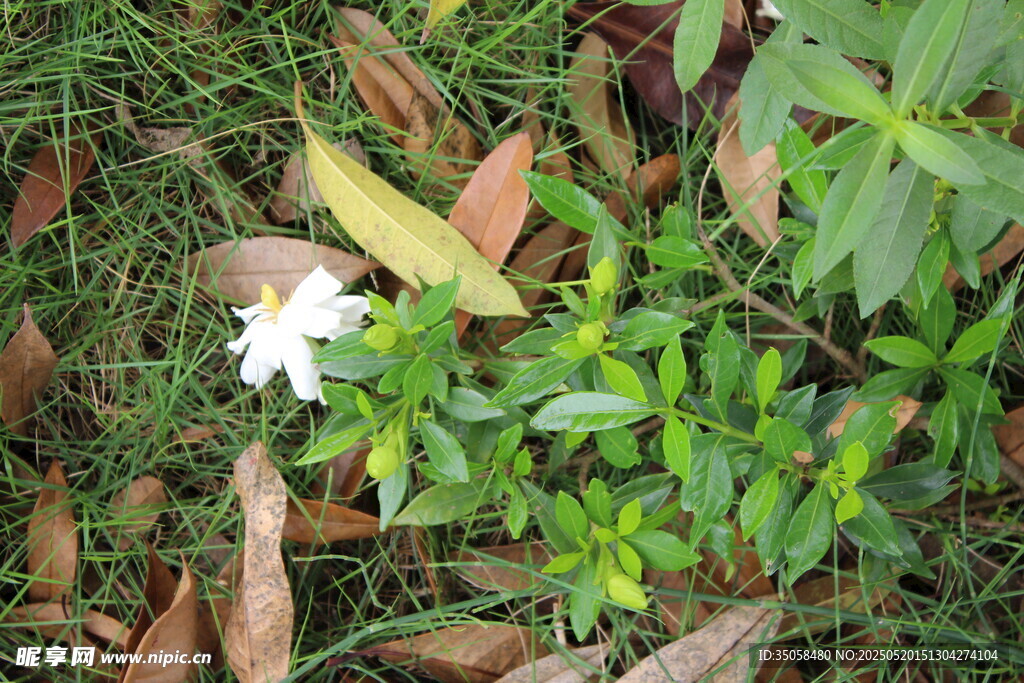 栀子花  