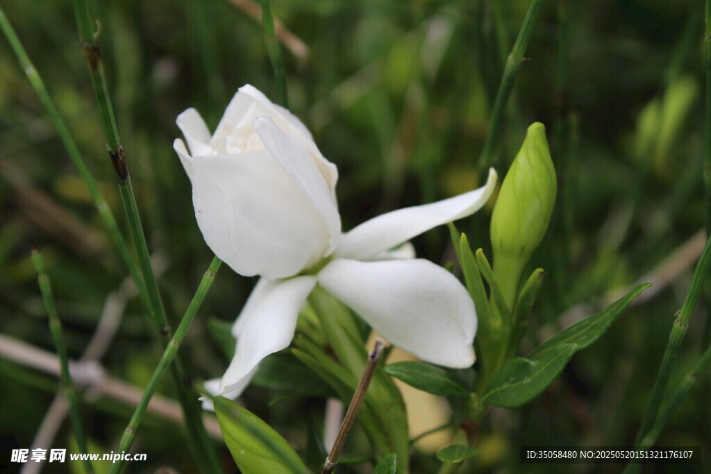 栀子花  