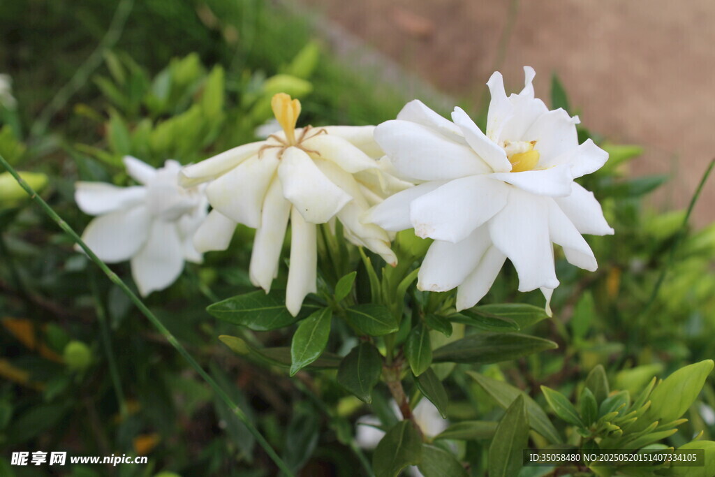 栀子花 