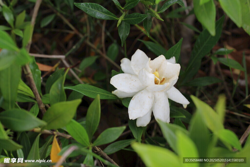 栀子花 