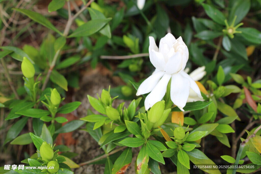 栀子花  