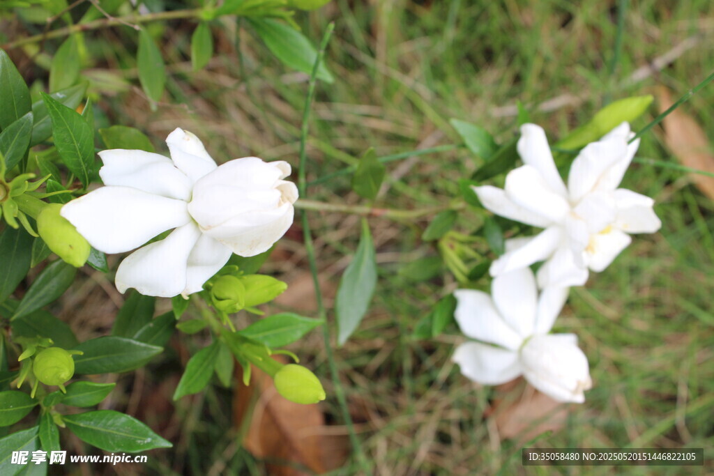 栀子花 