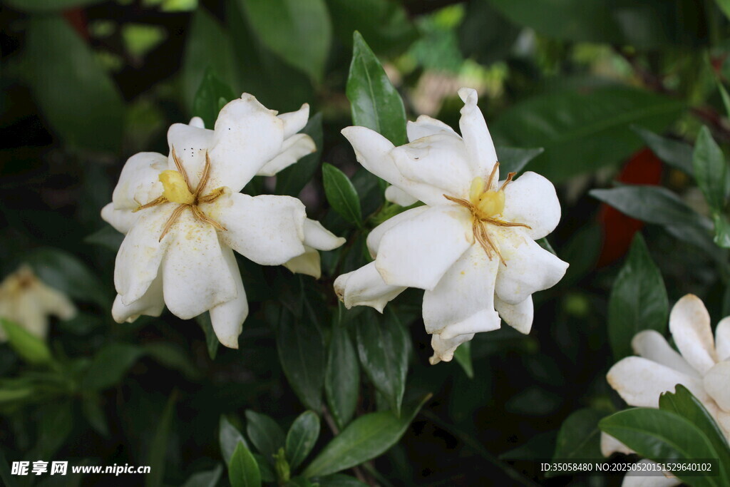 栀子花 