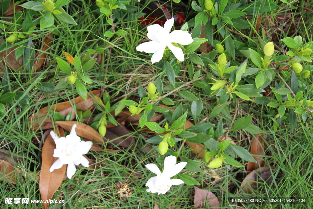 栀子花 