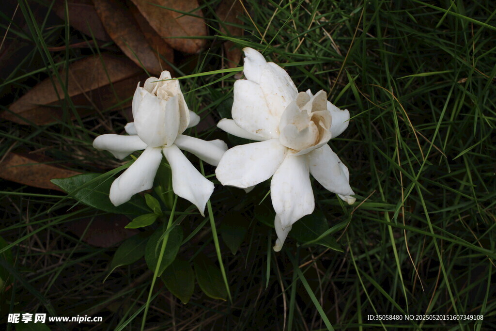 栀子花 