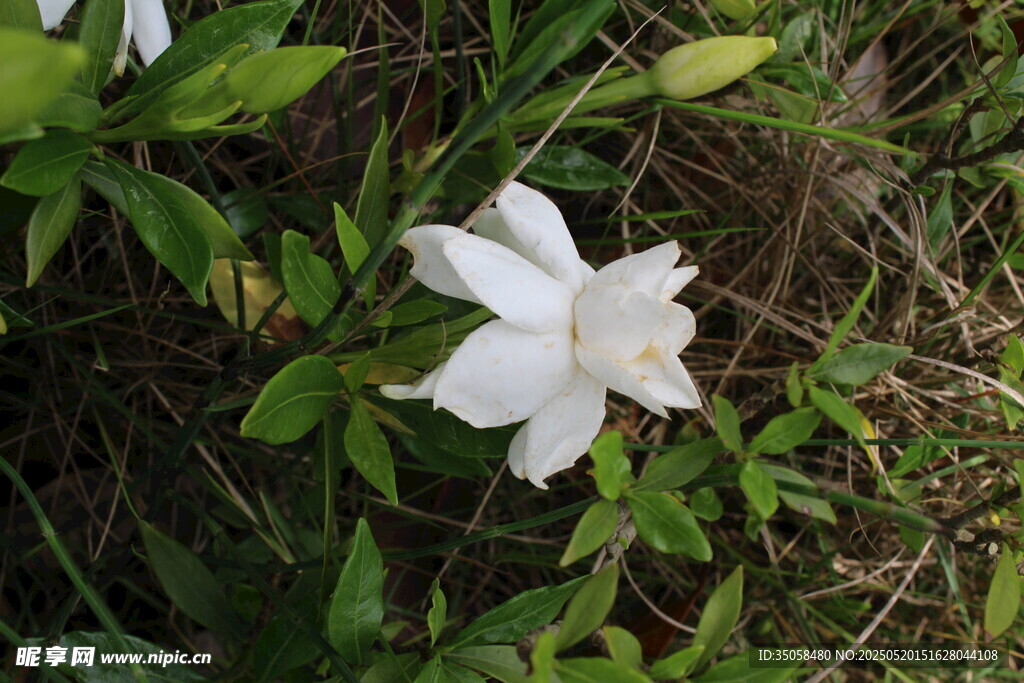 栀子花 