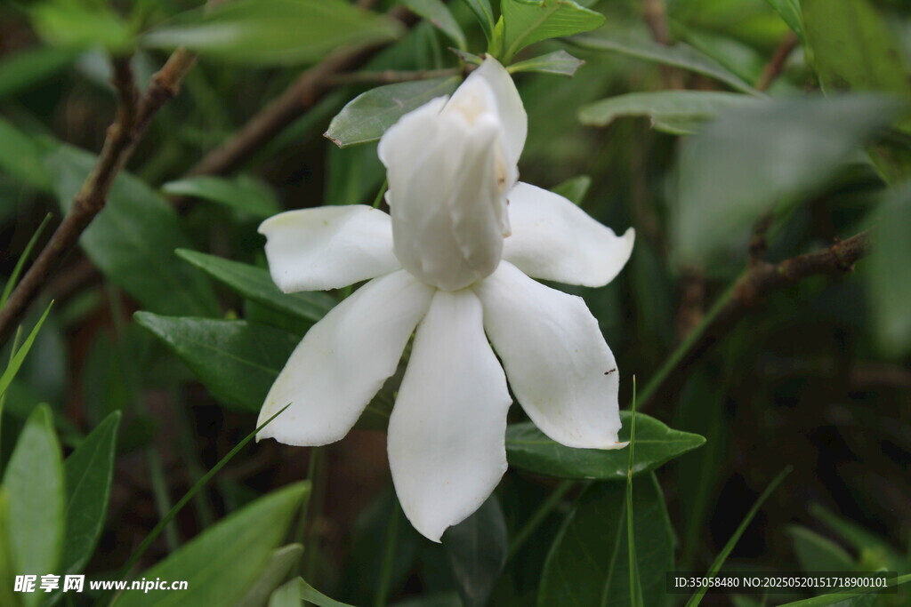 栀子花  