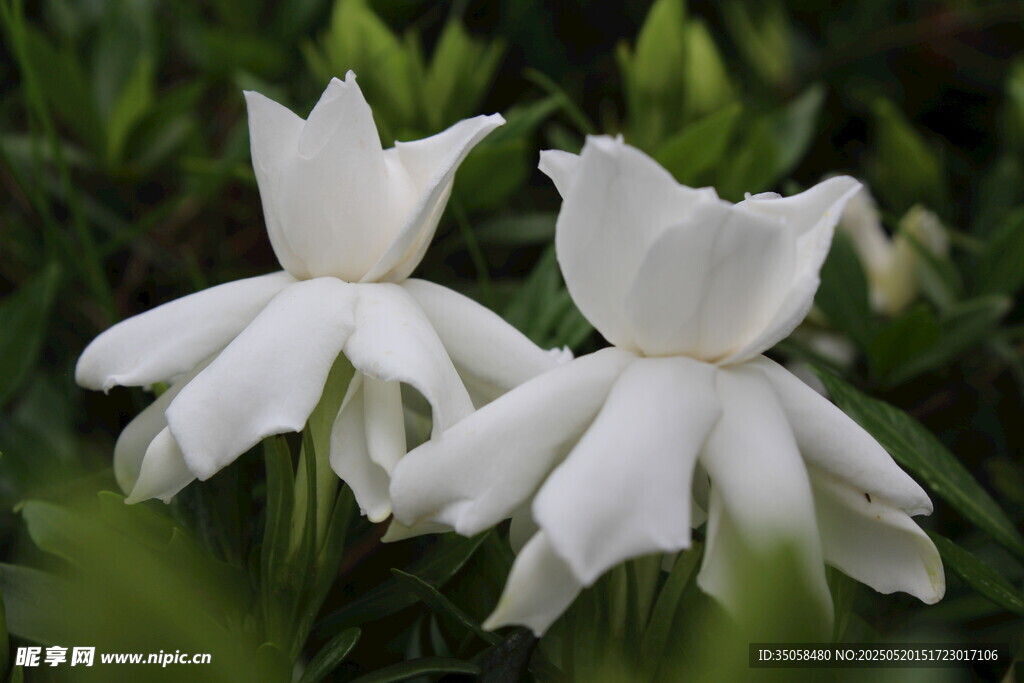 栀子花 