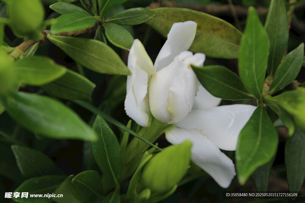 栀子花  