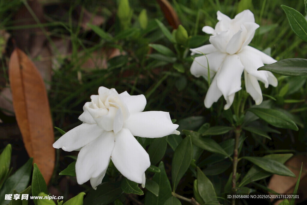 栀子花 