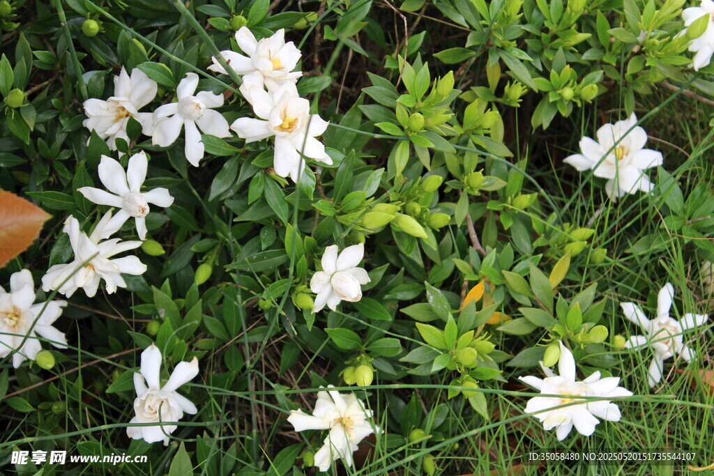 栀子花 