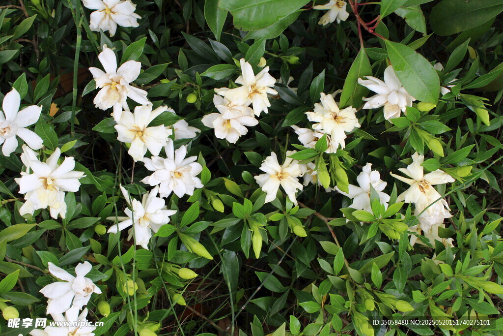 栀子花 