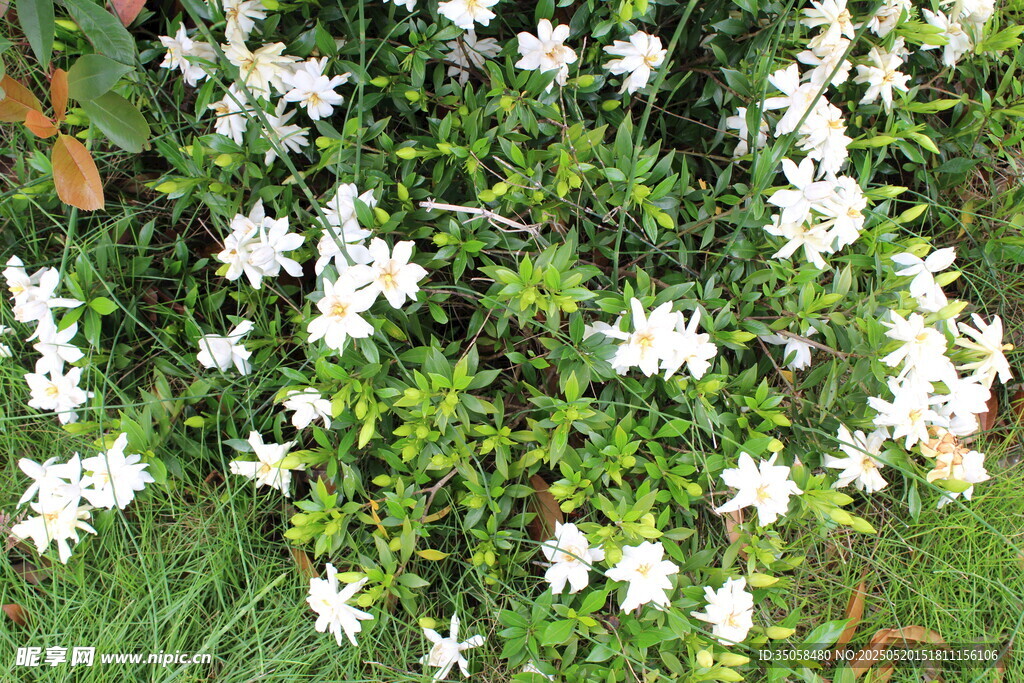 栀子花  