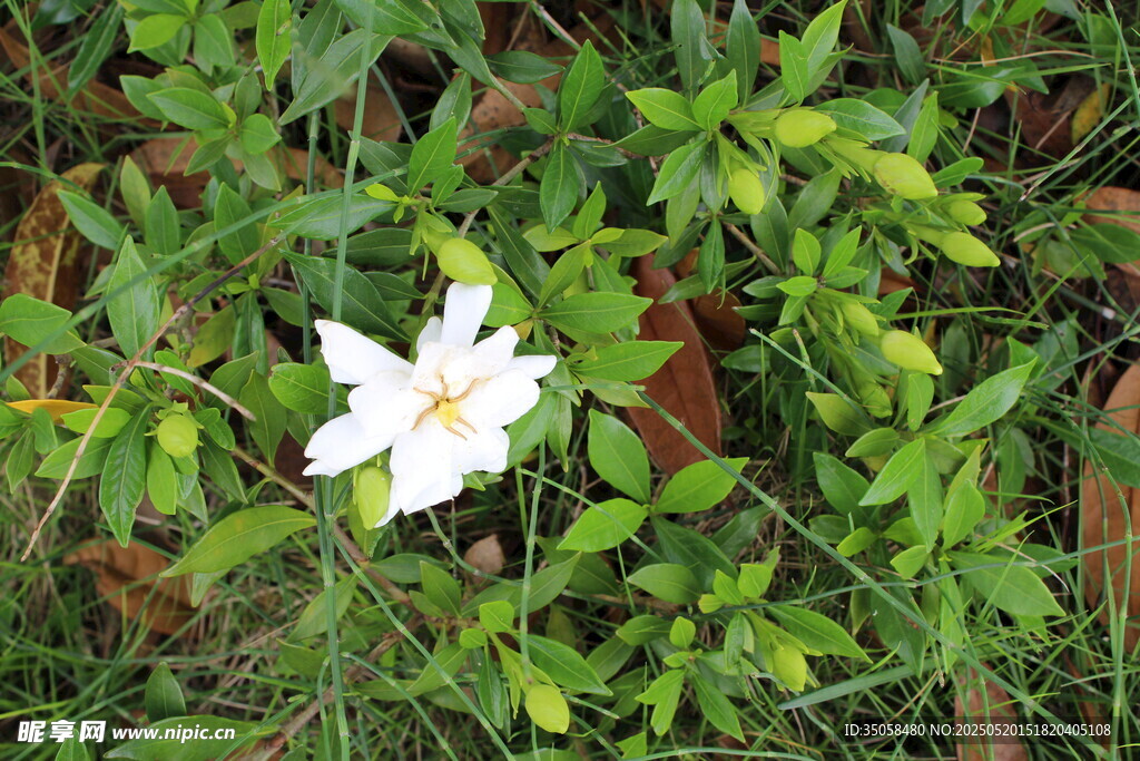 栀子花  