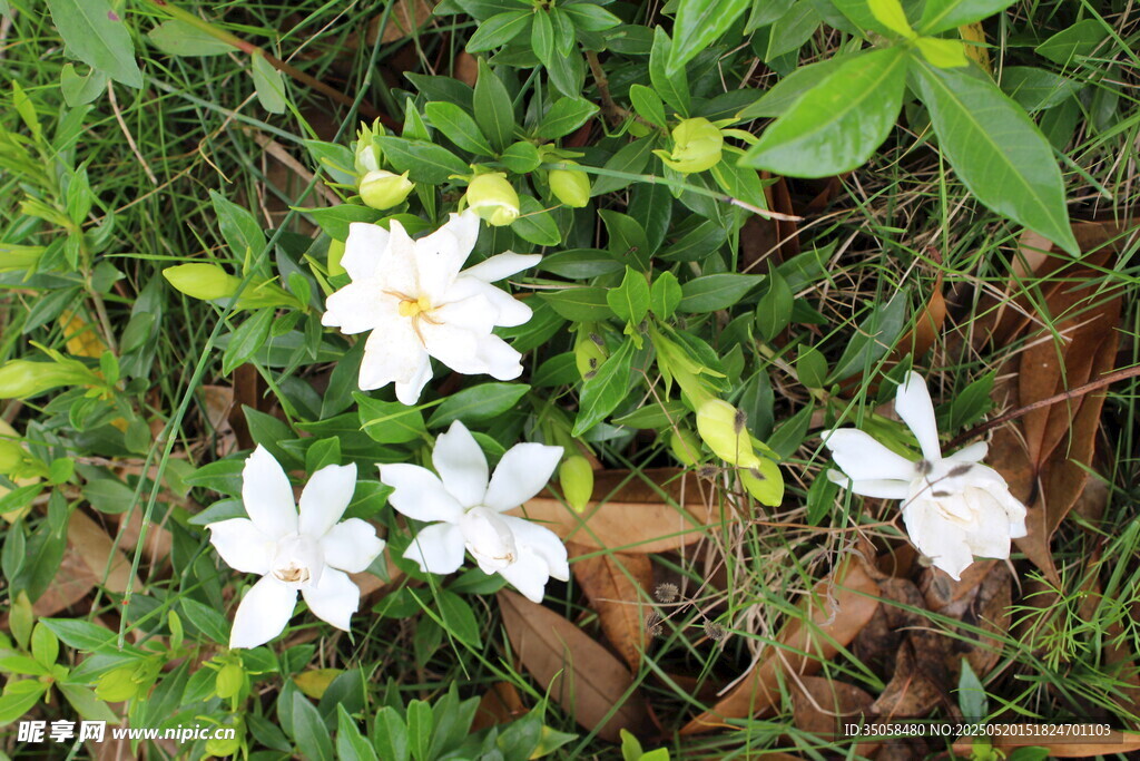 栀子花  